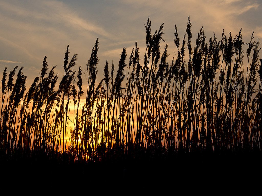 Sonnenuntergang #908