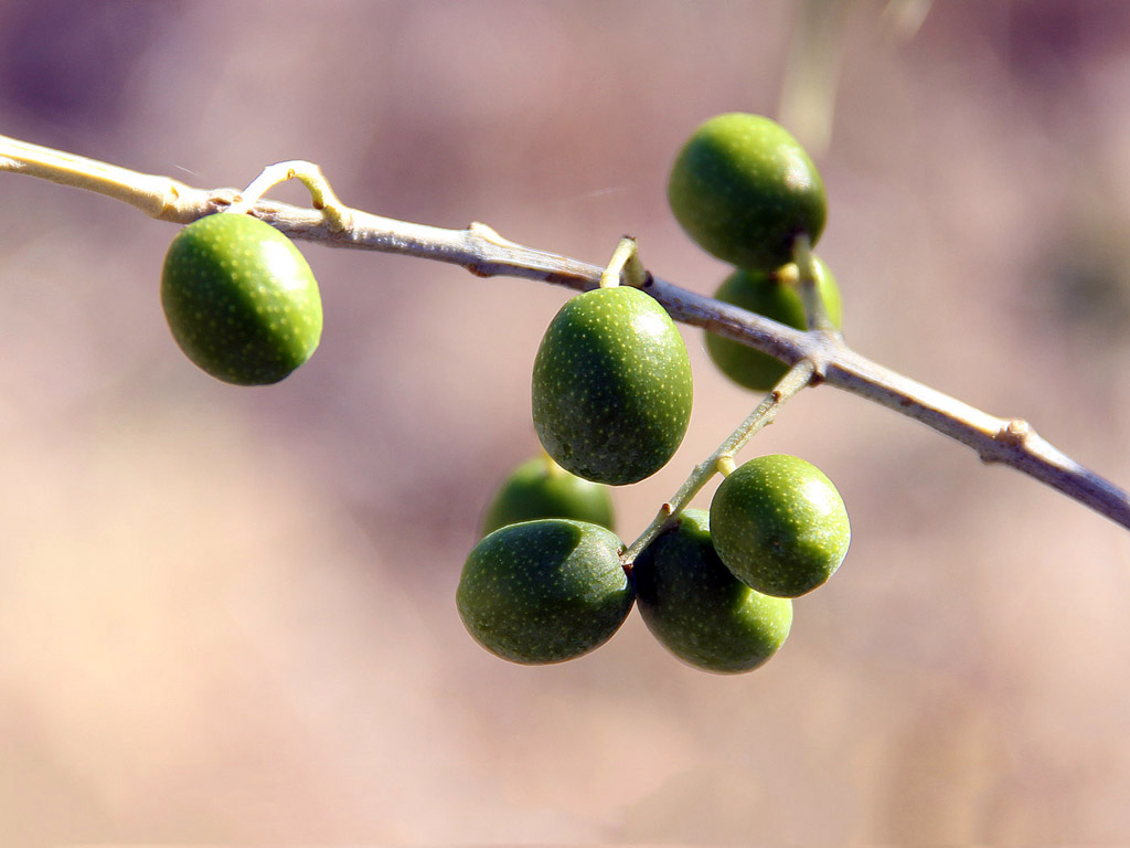 Grüne Oliven am Baum - Toskana, September