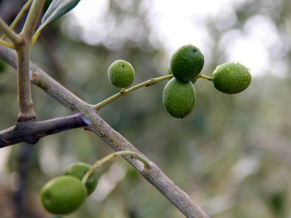 Grüne Oliven am Baum - Toskana, September