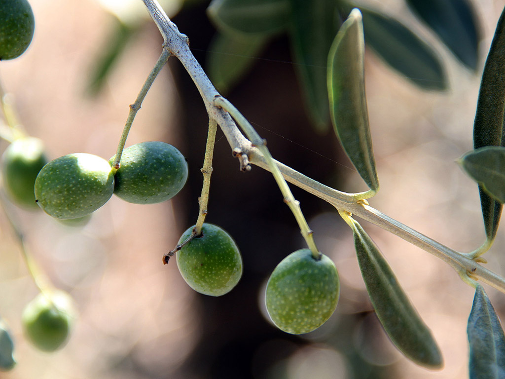 Grüne Oliven am Baum - Toskana, September