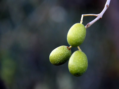 Grüne Oliven am Baum - Toskana, September