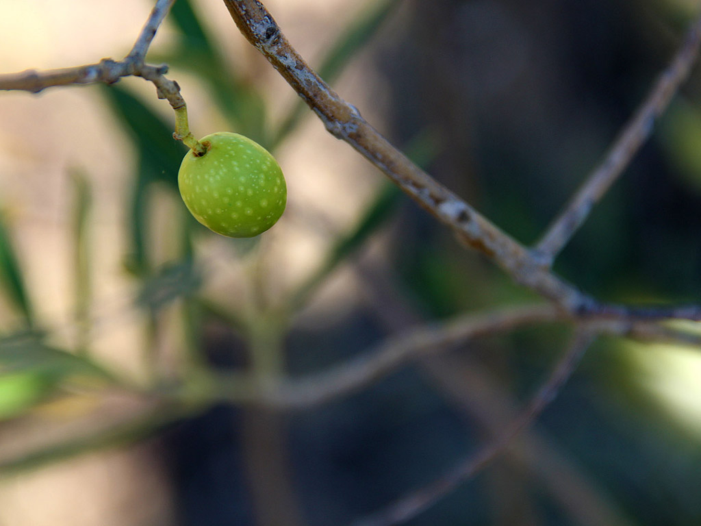 Grüne Oliven am Baum - Toskana, September