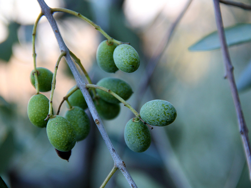 Grüne Oliven am Baum 007