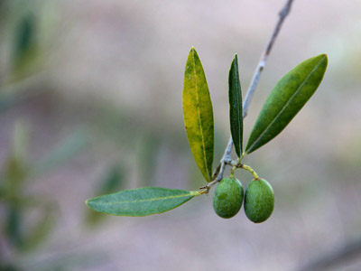 Grüne Oliven am Baum - Toskana, September