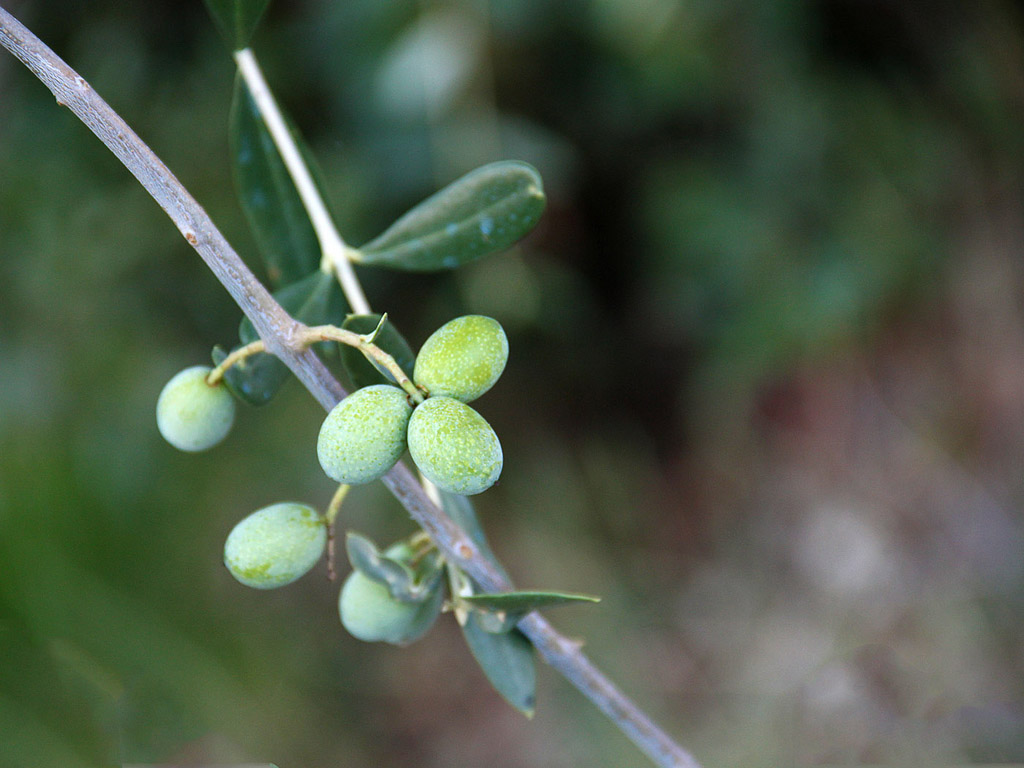 Grüne Oliven am Baum 013