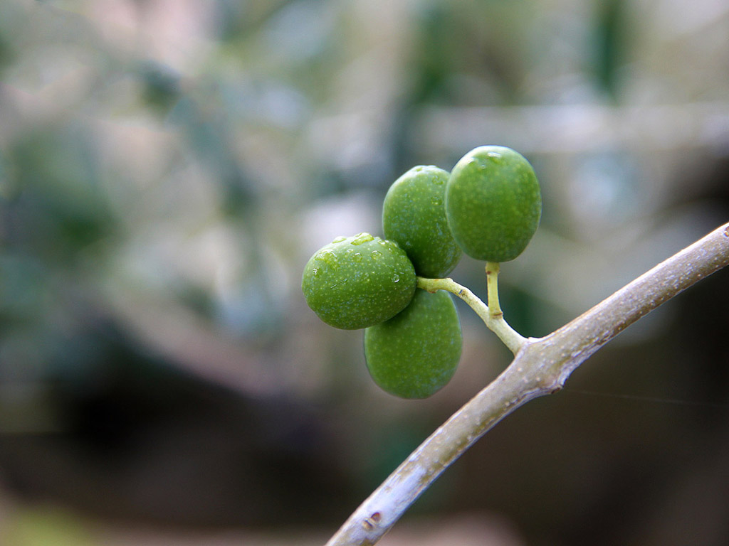 Grüne Oliven am Baum 015