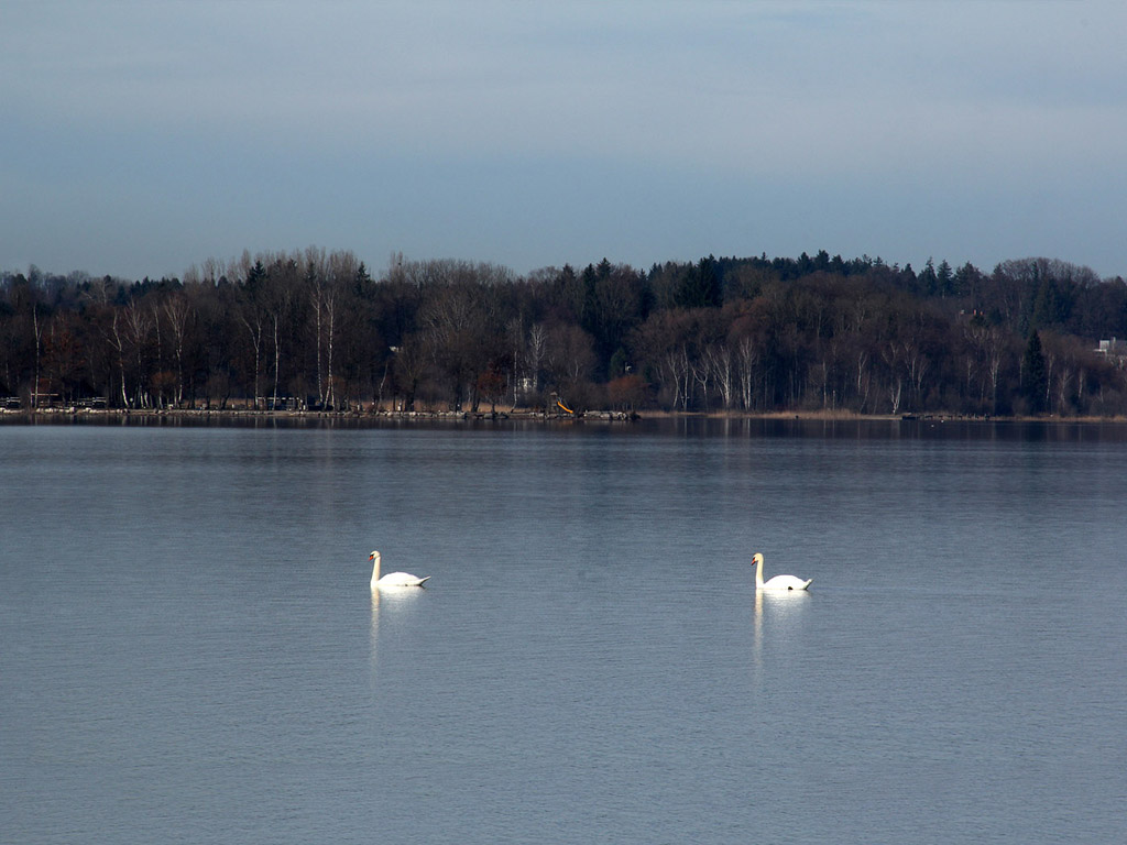 Chiemsee, Deutschland - 01-01-2013 - das bayerische Meer - Kostenloses Hintergrundbild / Schwäne