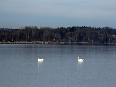 Der Chiemsee - Schwäne