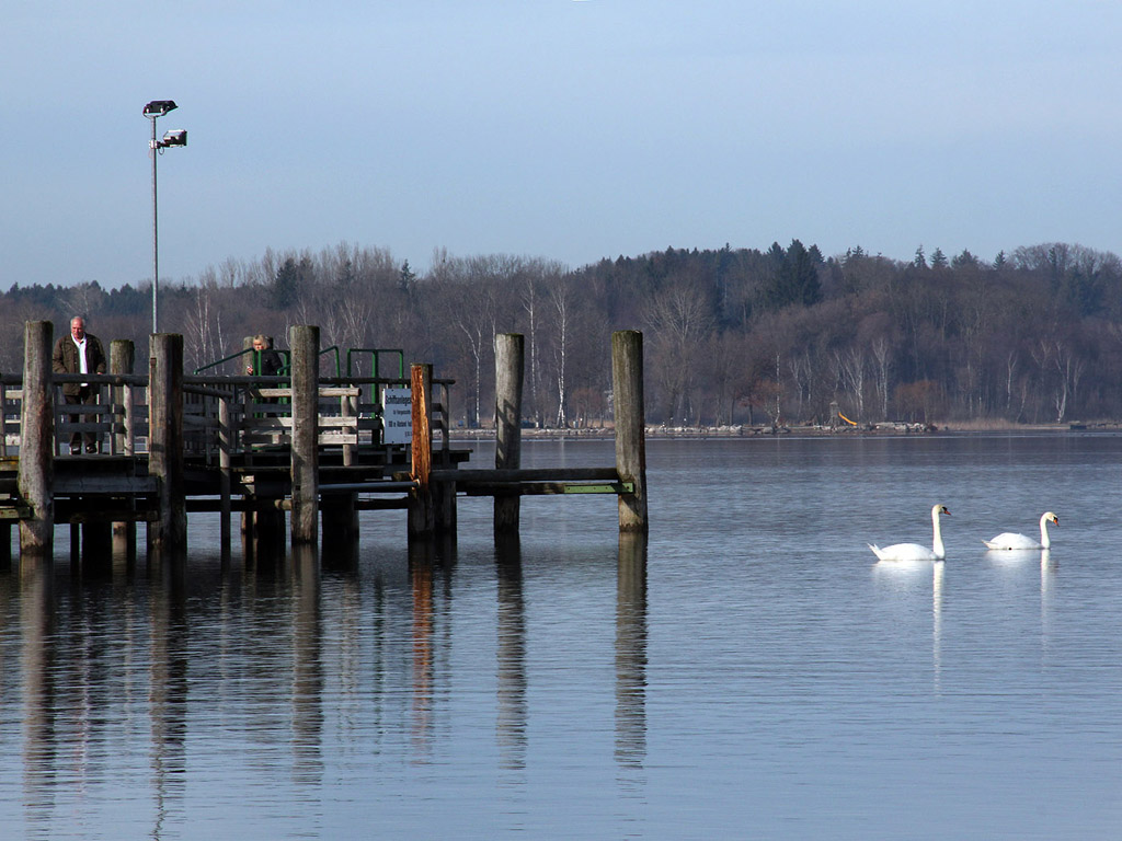 Chiemsee, Deutschland - 01-01-2013 - das bayerische Meer - Kostenloses Hintergrundbild / Schwan