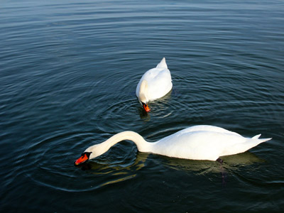 Der Chiemsee - Schwäne