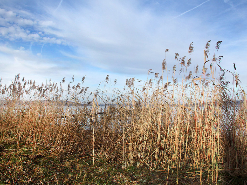 Chiemsee, Deutschland - 01-01-2013 - das bayerische Meer - Kostenloses Hintergrundbild / Schilf neben dem Wasser