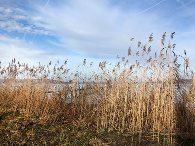 Der Chiemsee - Schilf neben dem Wasser