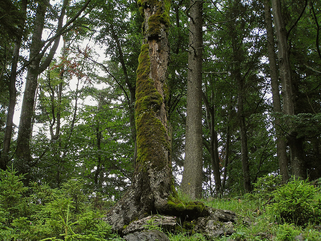 Ősterreich - Hintergrundbild gratis