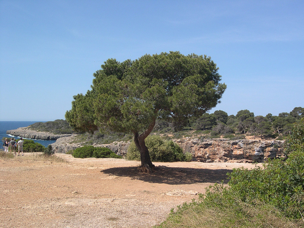 Mallorca, Spanien - Kostenloses Hintergrundbild