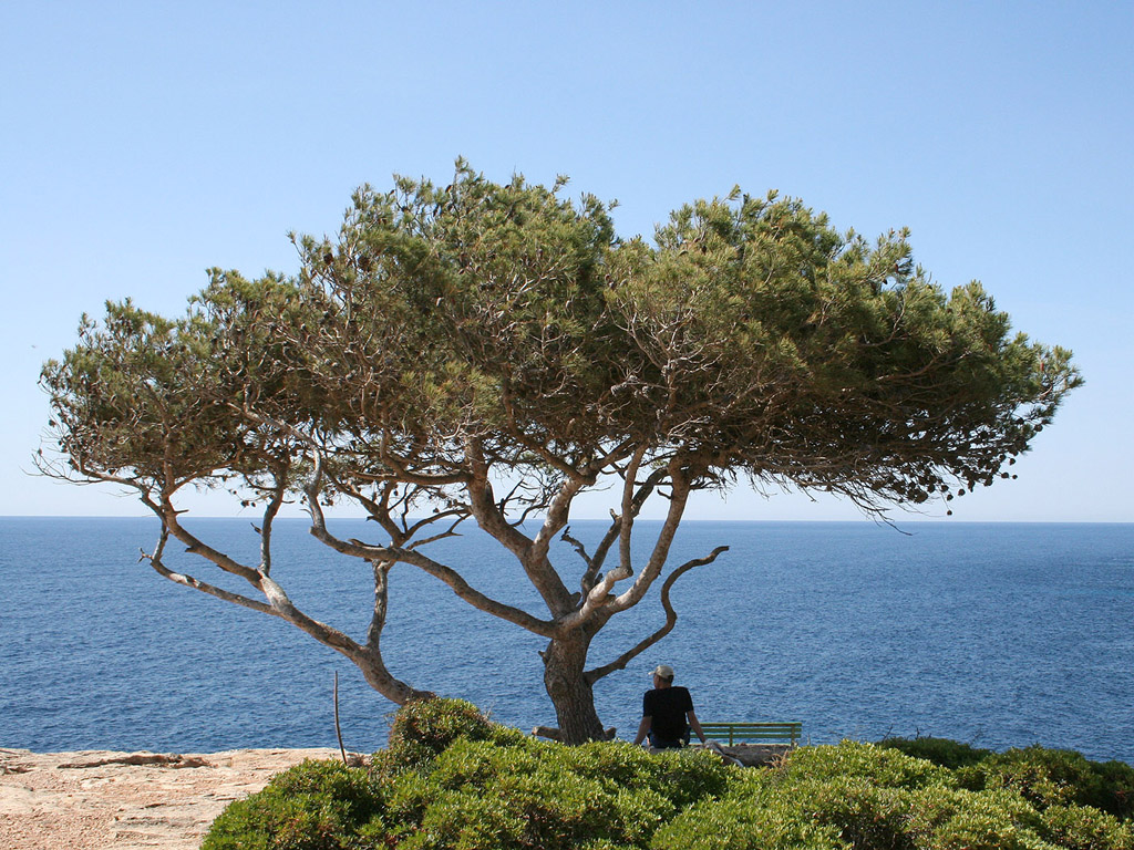 Mallorca, Spanien - Kostenloses Hintergrundbild