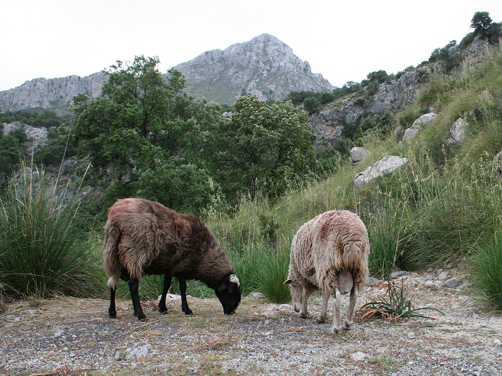 Mallorca, Spanien - Kostenloses Hintergrundbild