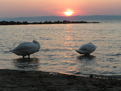 Plattensee (Balaton): Das ungarische Meer / Sonnenuntergang, Schwäne