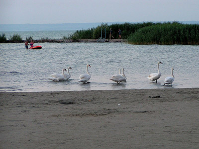 Plattensee (Balaton): Das ungarische Meer / Schwäne