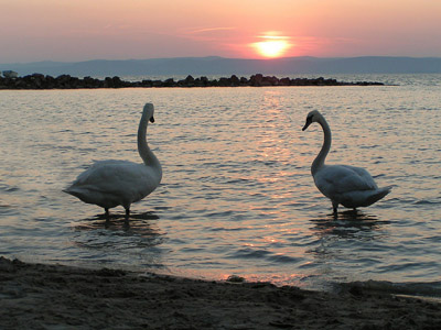 Plattensee (Balaton): Das ungarische Meer / Sonnenuntergang, Schwäne