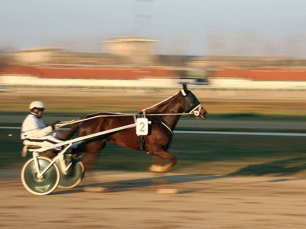 Traber - Pferdesport - Reitsport - Hintergrundbild kostenlos