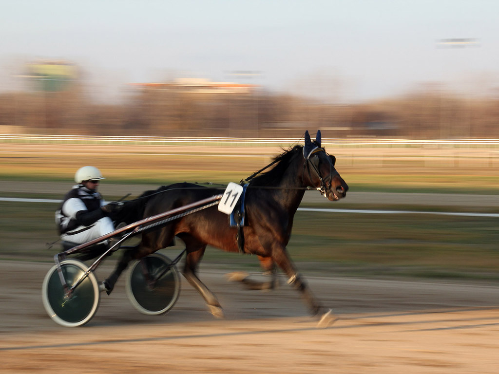 Traber - Pferdesport - Reitsport - Hintergrundbild kostenlos