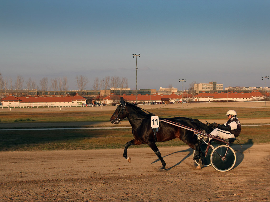 Traber - Pferdesport - Reitsport - Hintergrundbild kostenlos