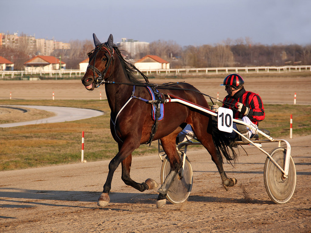 Traber - Pferdesport - Reitsport - Hintergrundbild kostenlos