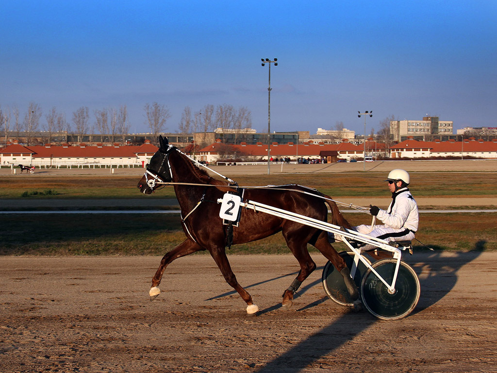 Traber - Pferdesport - Reitsport - Hintergrundbild kostenlos