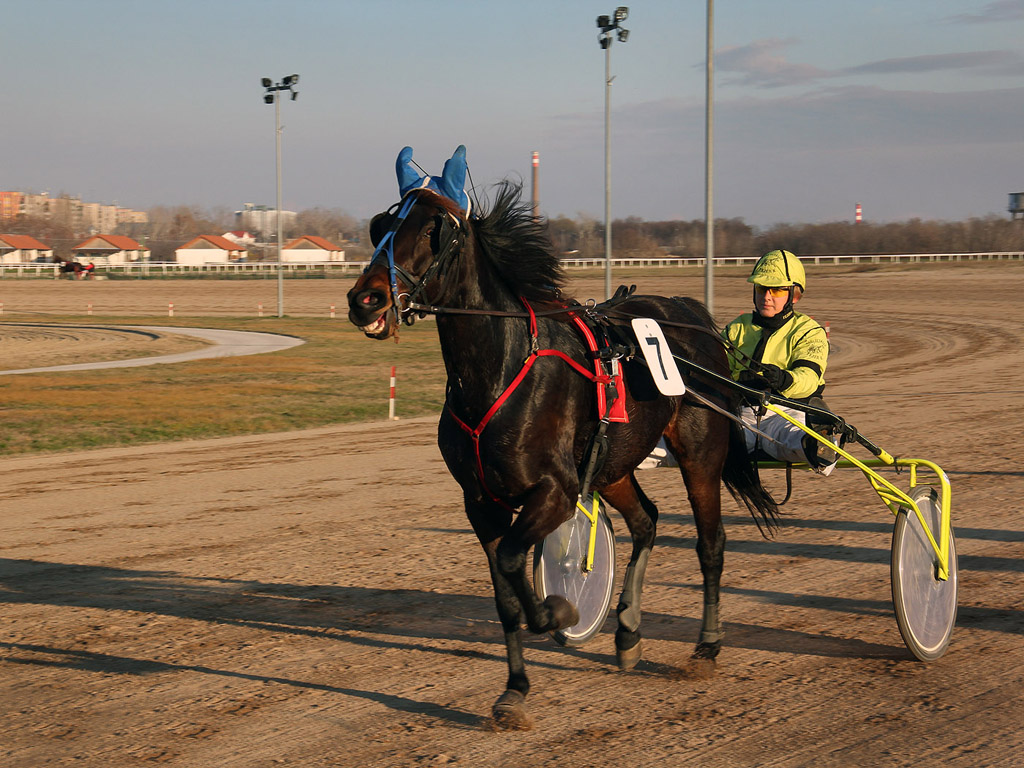 Traber - Pferdesport - Reitsport - Hintergrundbild kostenlos