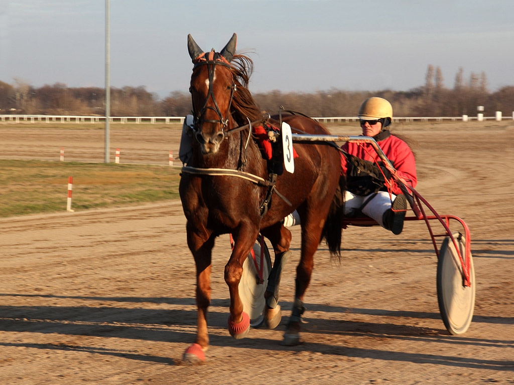 Traber - Pferdesport - Reitsport - Hintergrundbild kostenlos