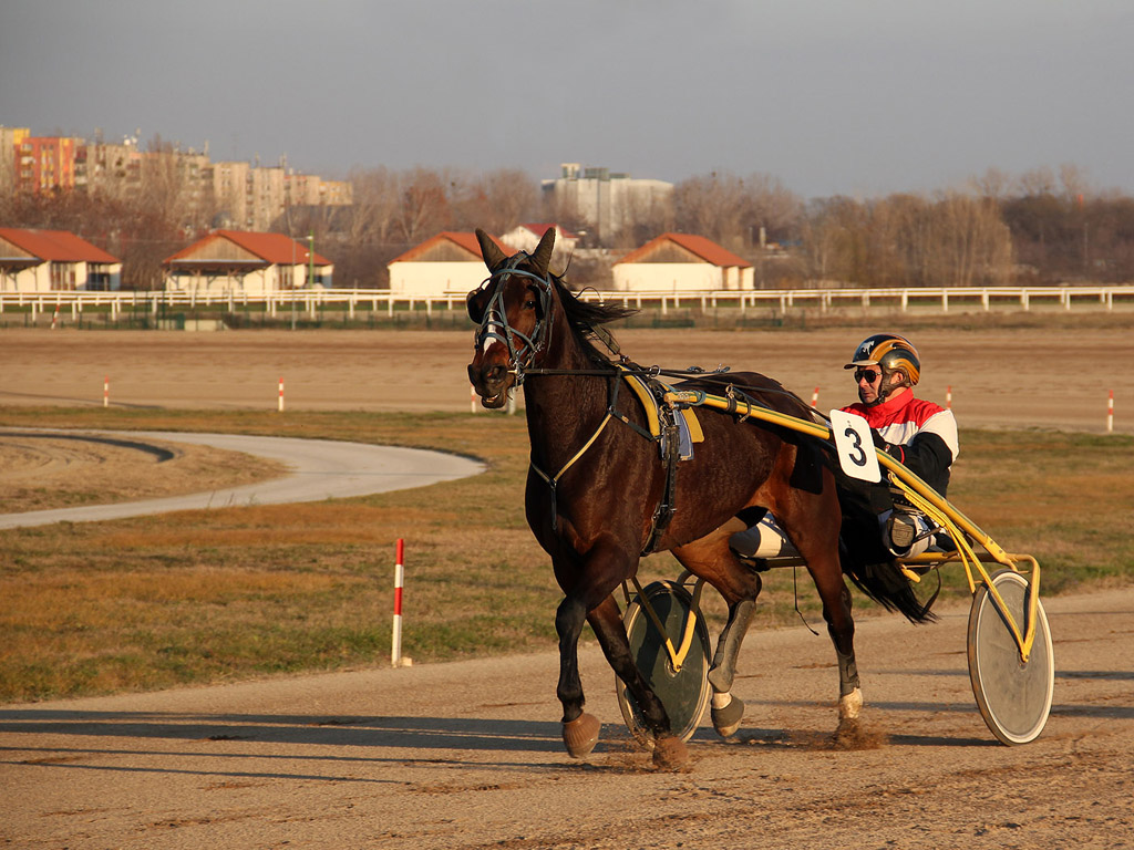 Traber - Pferdesport - Reitsport - Hintergrundbild kostenlos