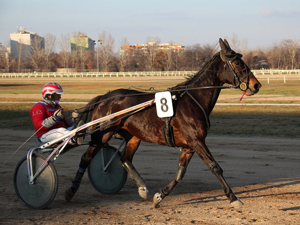 Traber - Pferdesport - Reitsport - Hintergrundbild kostenlos