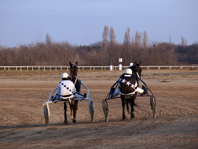 Traber - Pferdesport