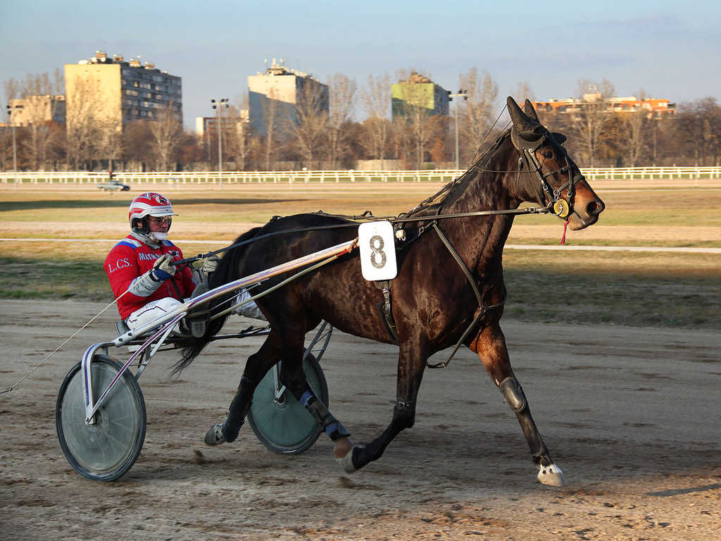 Traber - Pferdesport - Reitsport - Hintergrundbild kostenlos