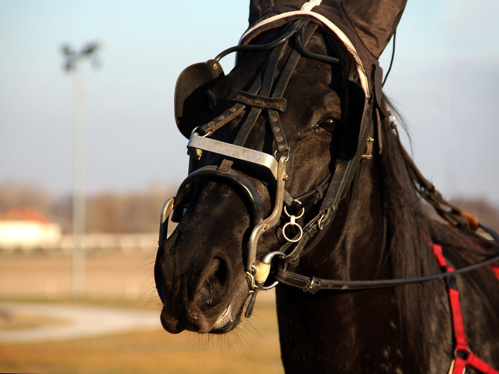 Traber - Pferdesport - Reitsport - Hintergrundbild kostenlos