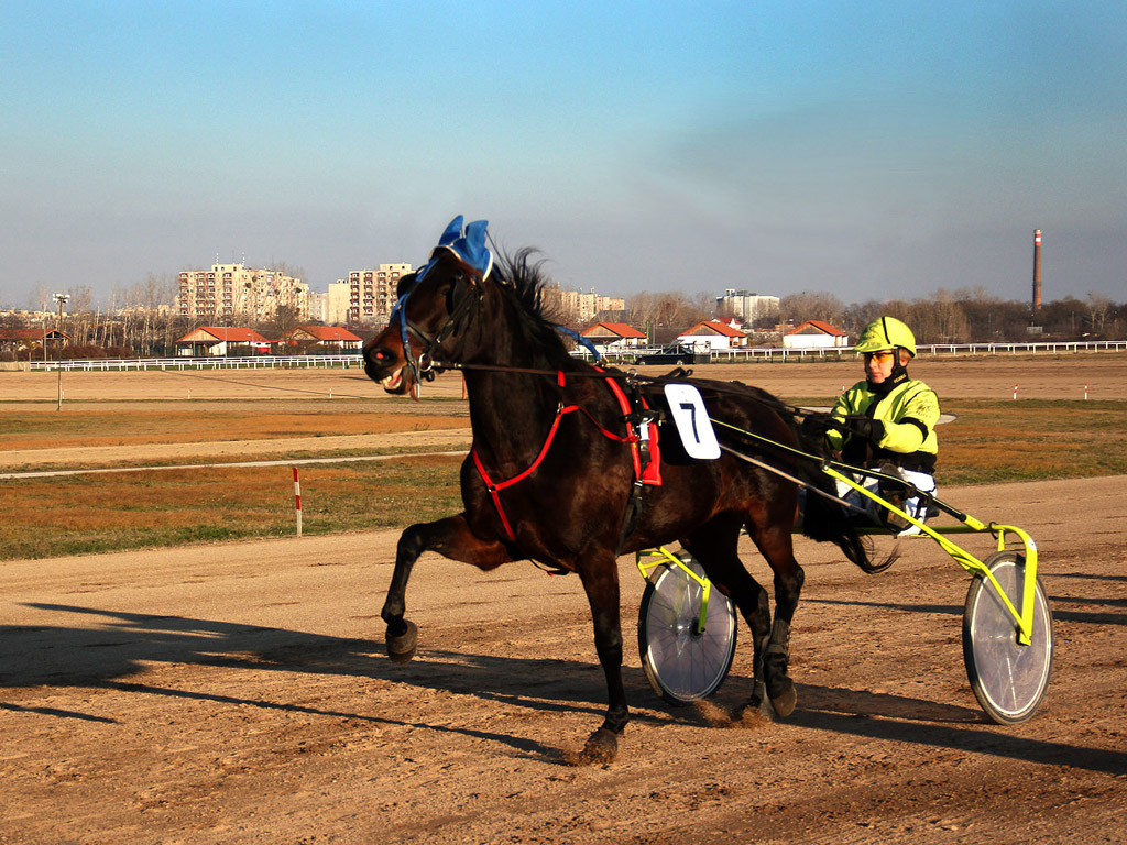 Traber - Pferdesport - Reitsport - Hintergrundbild kostenlos