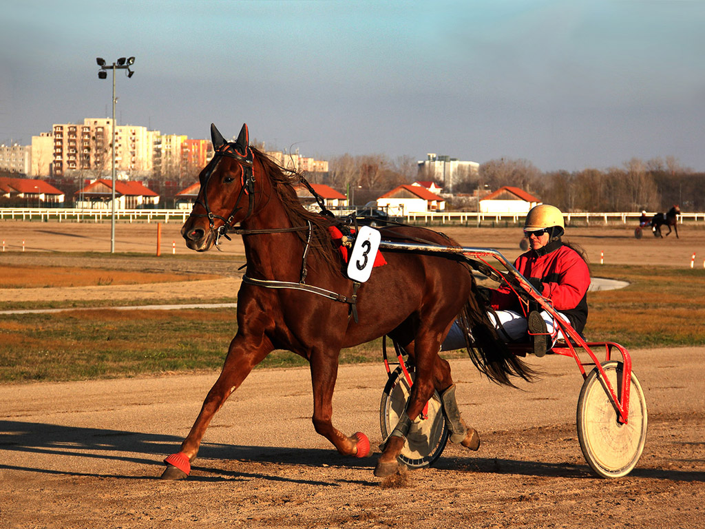 Traber - Pferdesport - Reitsport - Hintergrundbild kostenlos