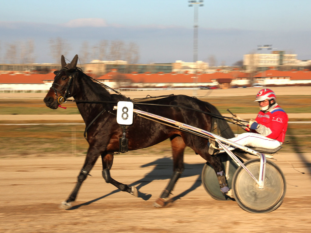 Traber - Pferdesport - Reitsport - Hintergrundbild kostenlos