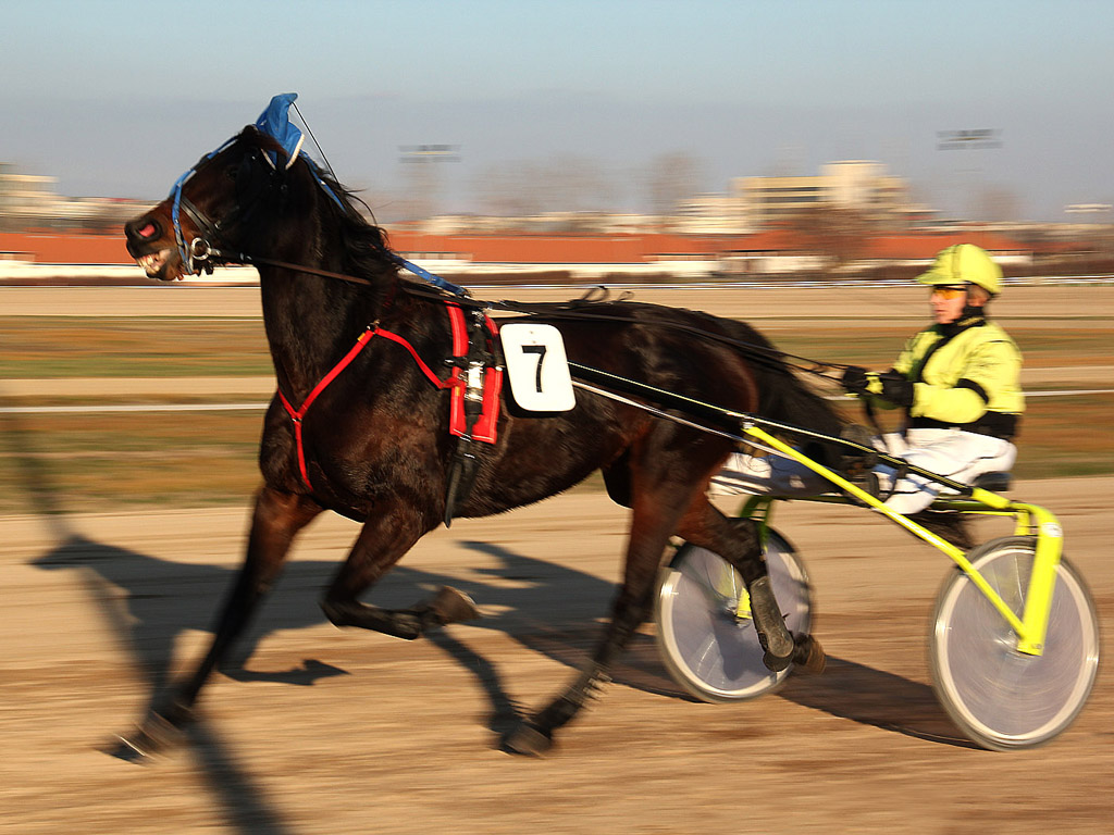 Traber - Pferdesport - Reitsport - Hintergrundbild kostenlos