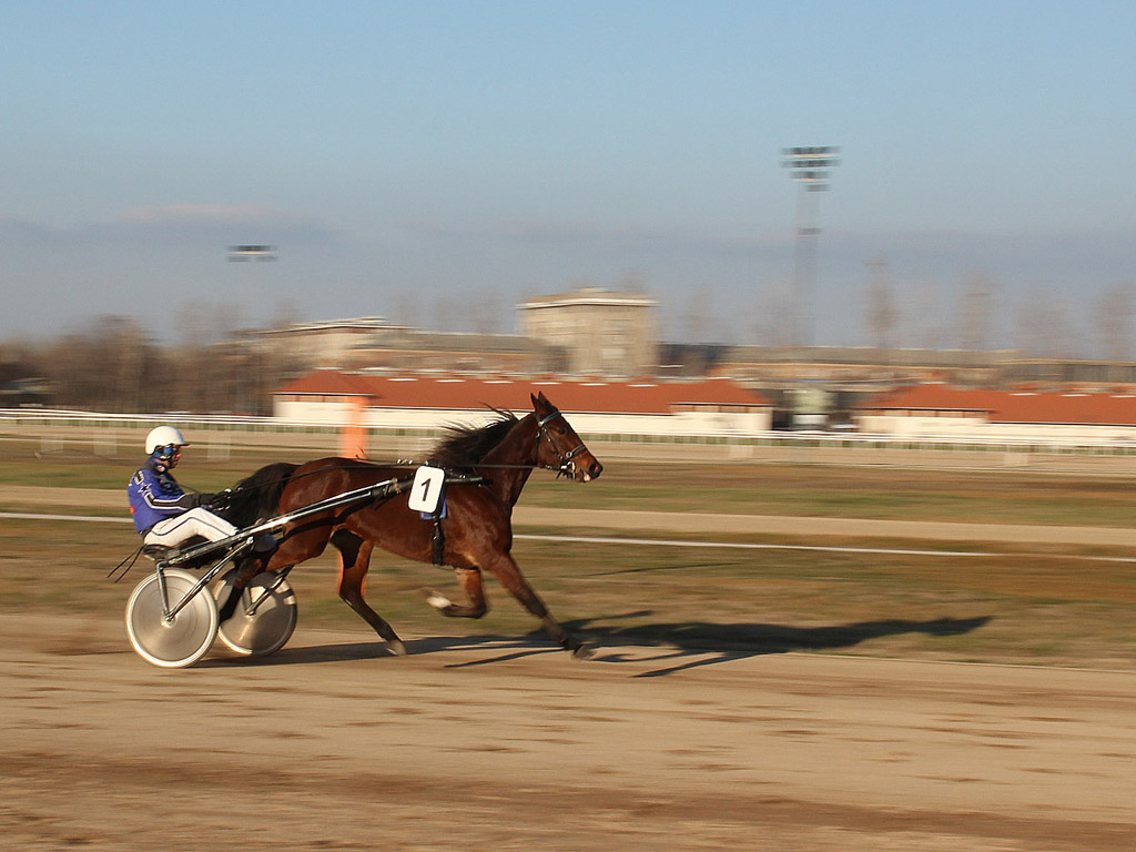 Traber - Pferdesport - Reitsport - Hintergrundbild kostenlos