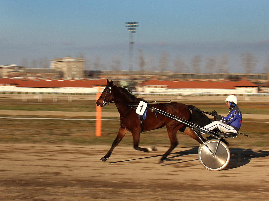 Traber - Pferdesport - Reitsport - Hintergrundbild kostenlos