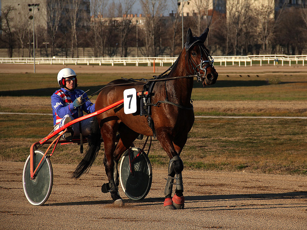 Traber - Pferdesport - Reitsport - Hintergrundbild kostenlos