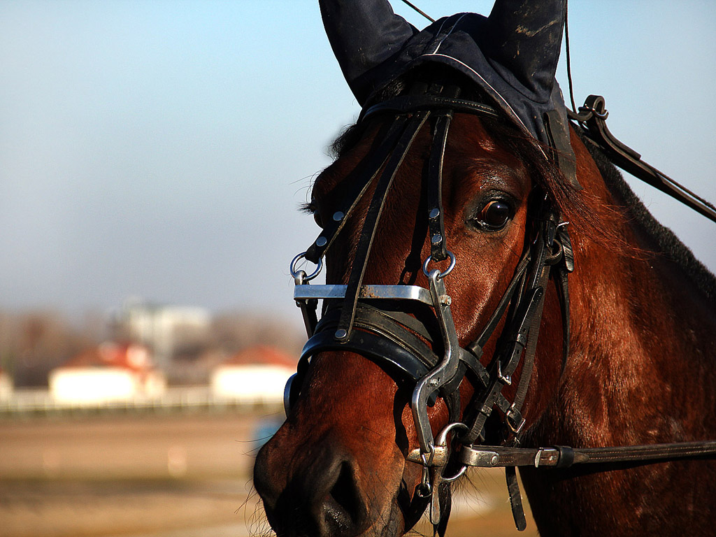 Traber - Pferdesport - Reitsport - Hintergrundbild kostenlos