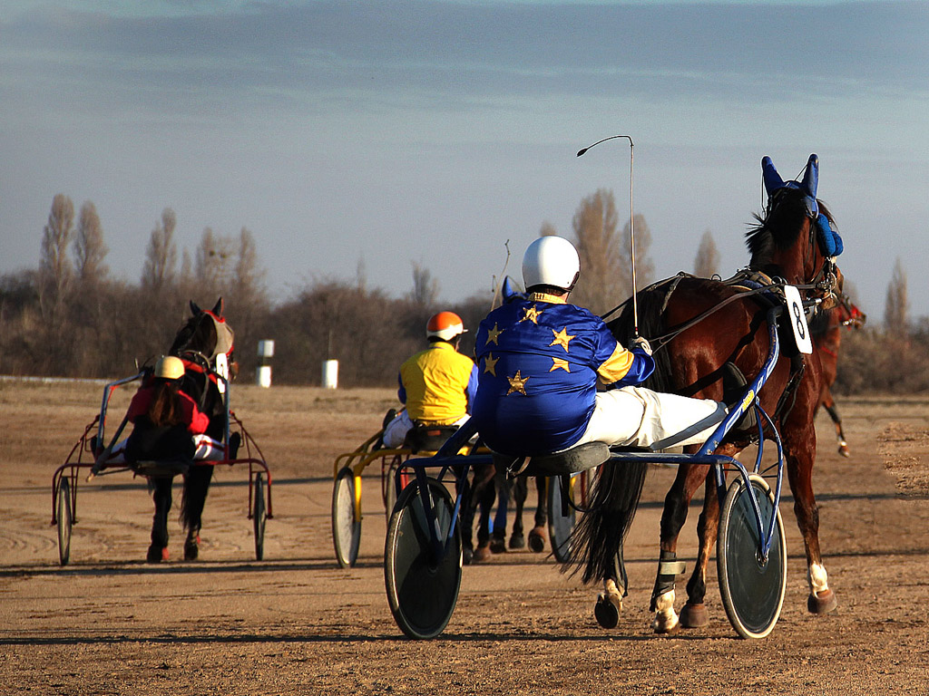 Traber - Pferdesport - Reitsport - Hintergrundbild kostenlos