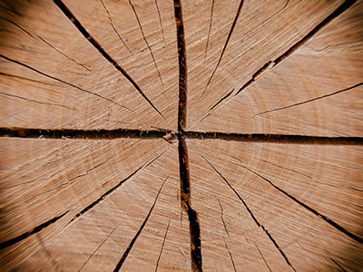 Textur: Wachstumsringe
