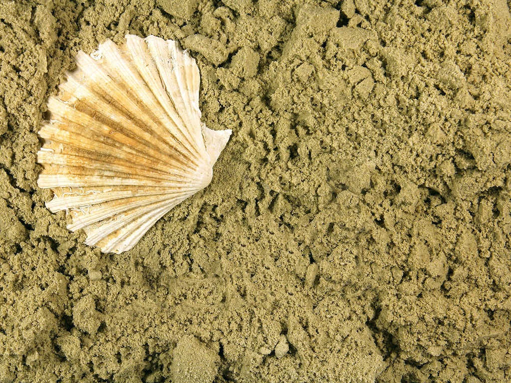 Sand mit Muschel - Hintergrundbild kostenlos