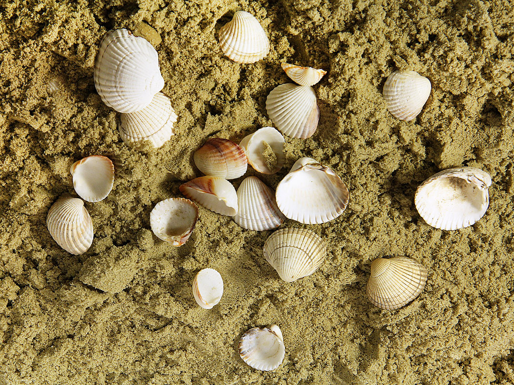 Muscheln im Sand - Hintergrundbild kostenlos