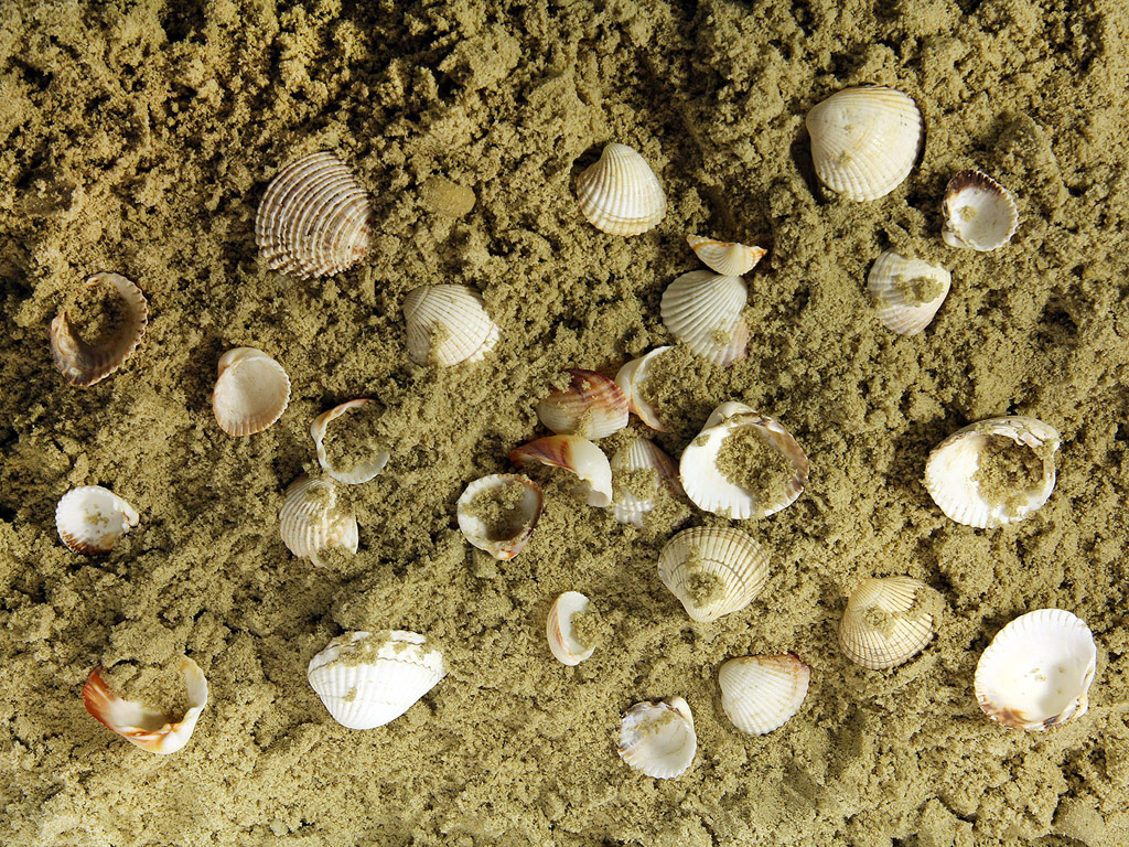 Muscheln im Sand - Hintergrundbild kostenlos