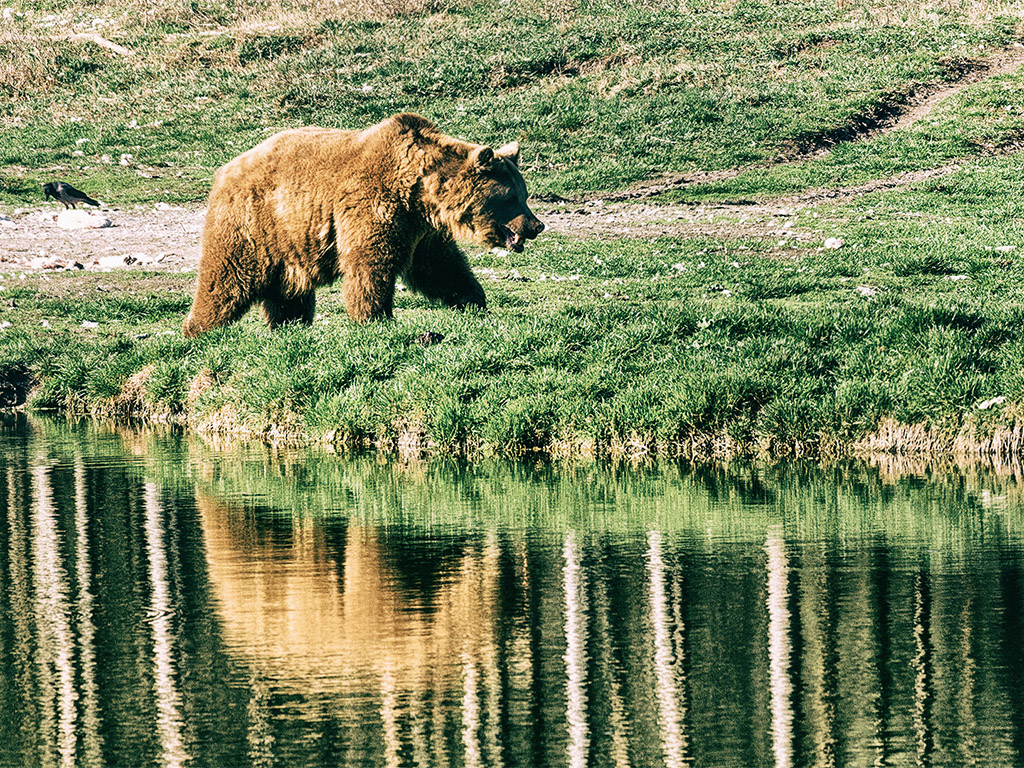 Braunbär 001