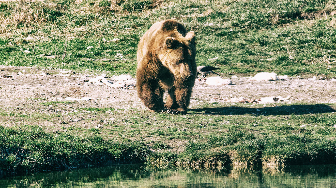 Braunbär beim Wasser